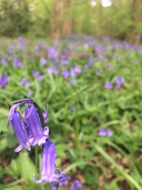 Bluebell walk in Oxfordshire