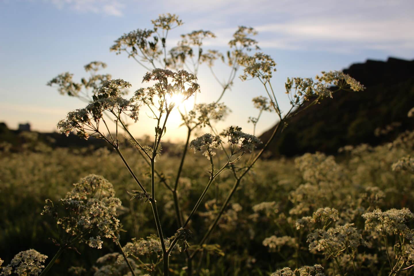 Overgrown fields at sunset in Edinburgh, Scotland