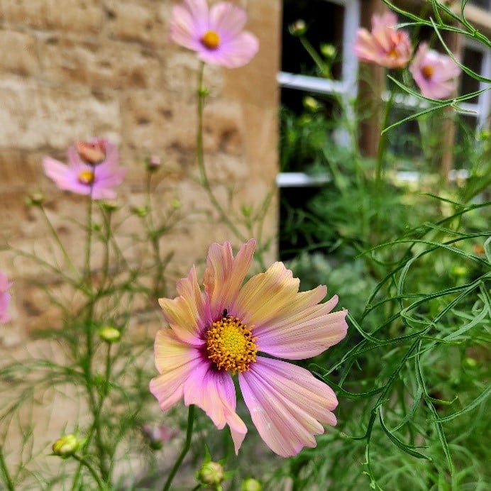 Photo of Cosmos bipinnatum ‘Apricotta’