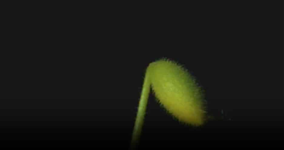 Still image of a squirting cucumber