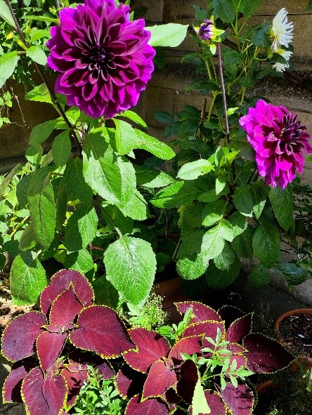 Photo of Dahlia ‘Thomas Edison’ and Coleus ‘Chocolate Mint’