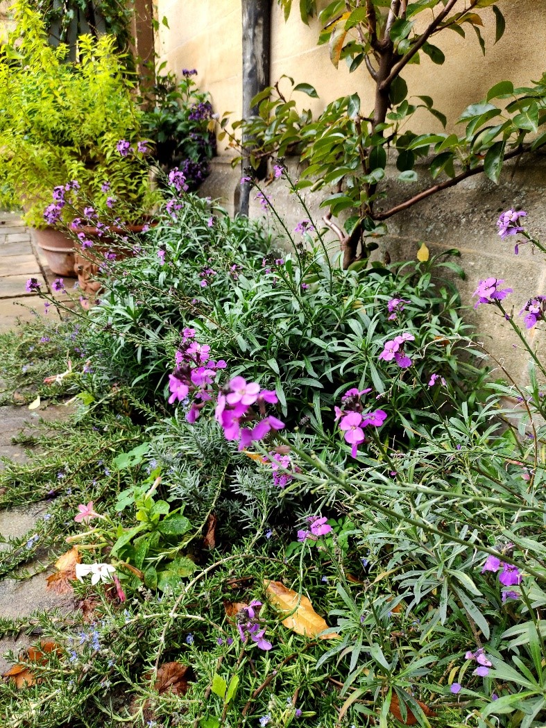 Photo of Erysimum ‘Boules Mauve’