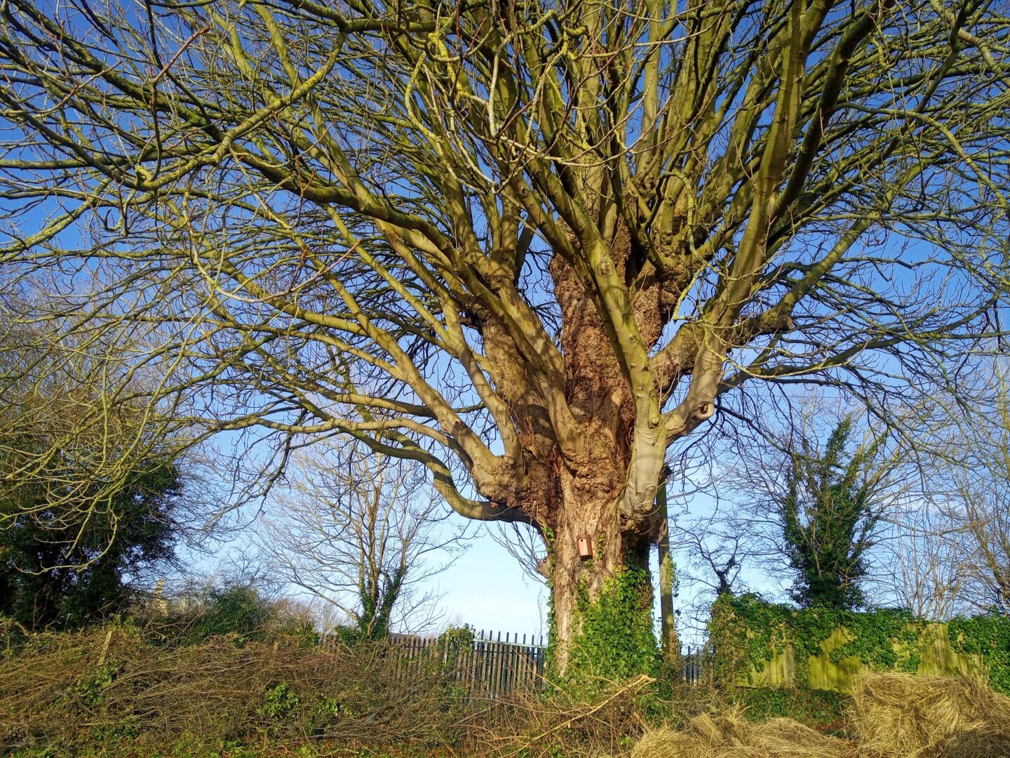 Large tree with bird box on it