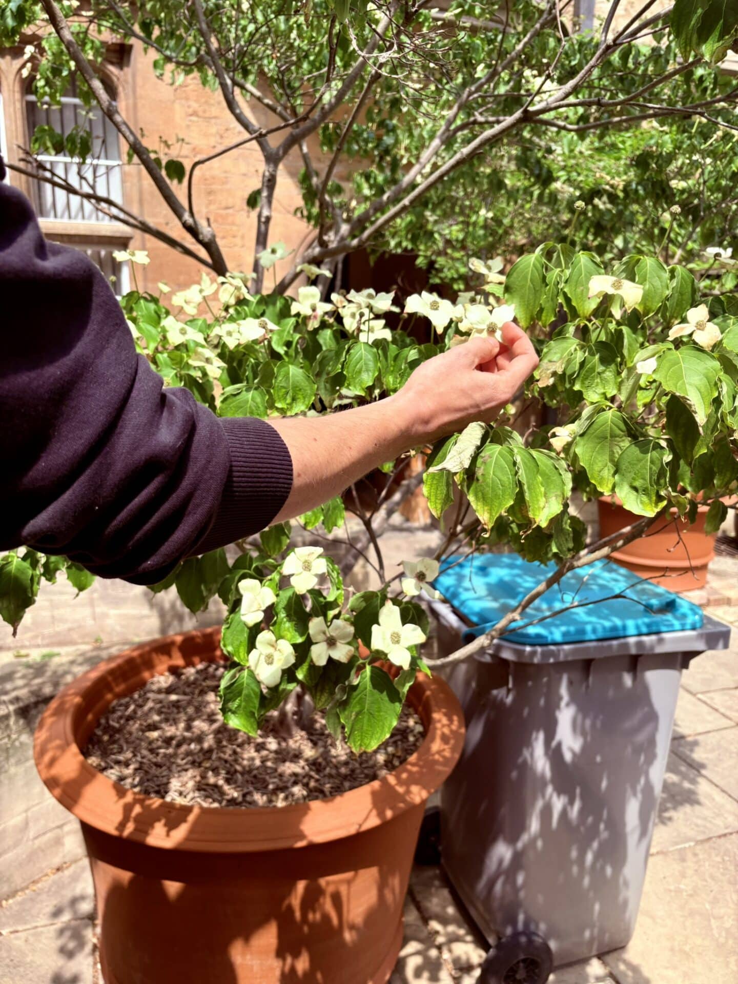 Close-up of Mike Hawkins' hand inspecting flowering plant in a terracotta pot during the Lincoln College garden tour. College buildings and bins appear in the background.