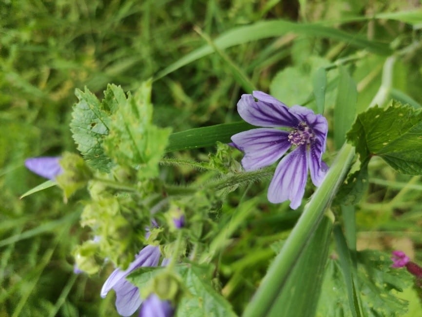 Native common mallow (Malva sylvestris) in the Library garden