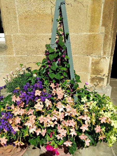 Photo of Nicotiana ‘avalon’ and Rhodochiton sangiunium