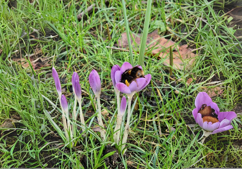 Photo of a bumblebee in a purple flower