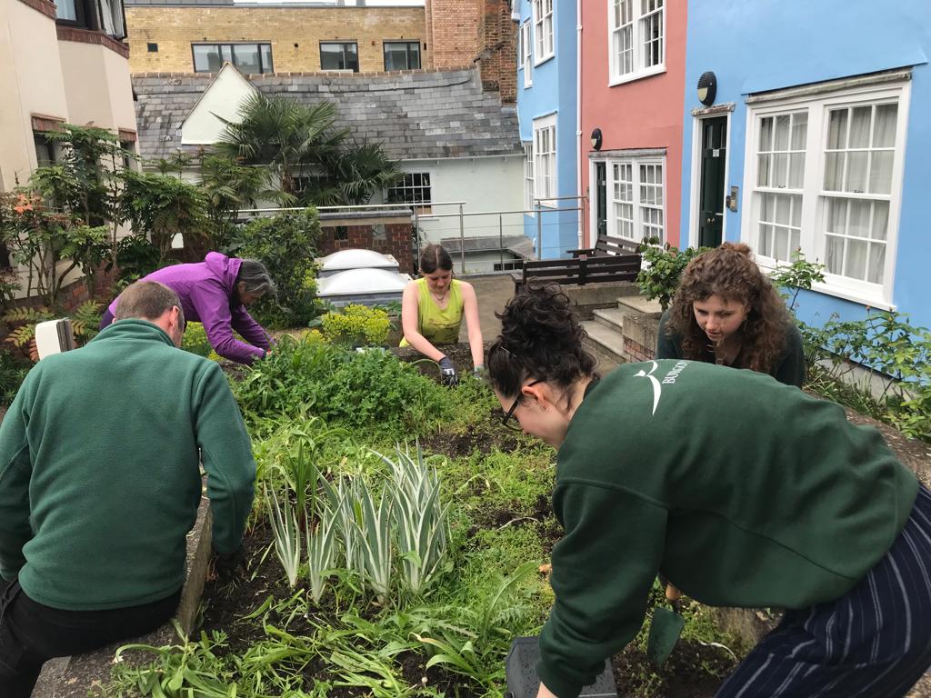 Lincoln Staff and Students Planting wildflowers at Bear Lane
