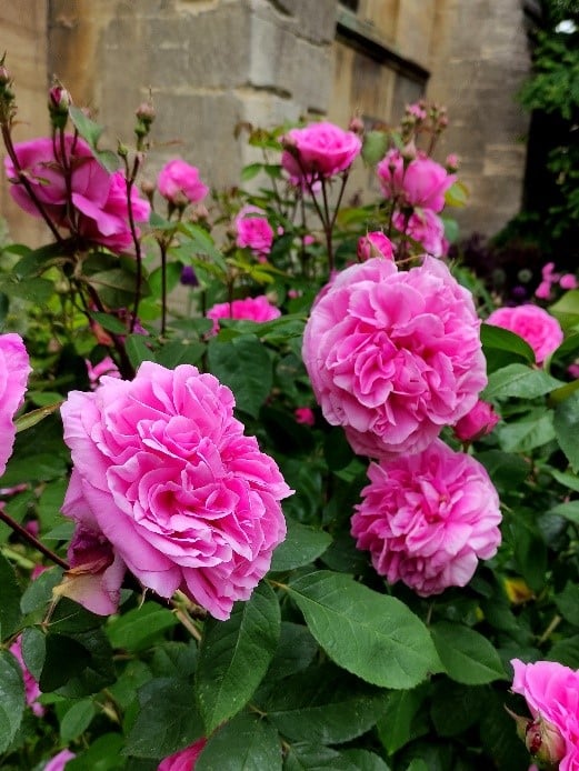 Photo of Rose ‘Gertrude Jekyll’