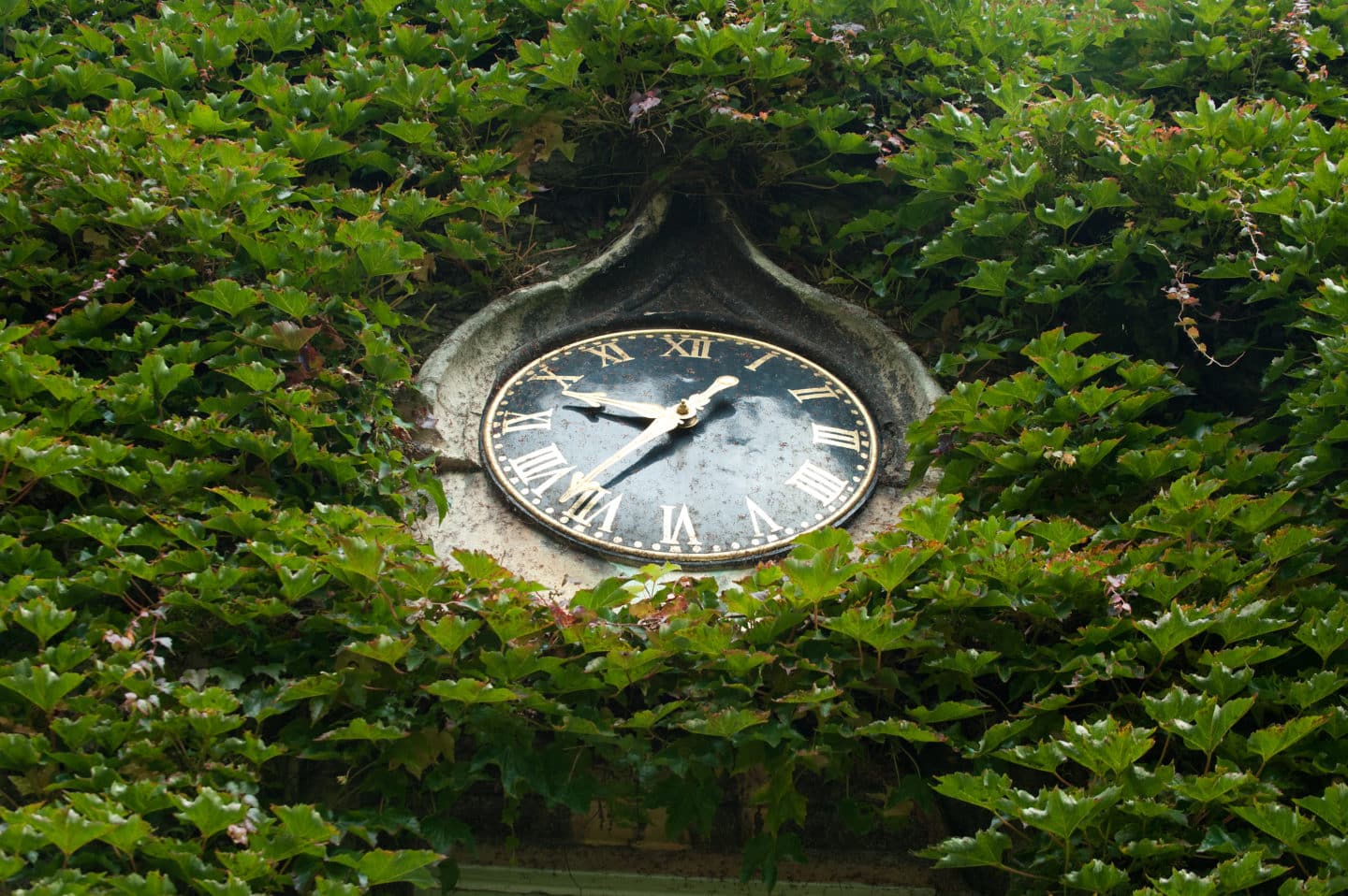 A large analog clock nestled among bright green ivy
