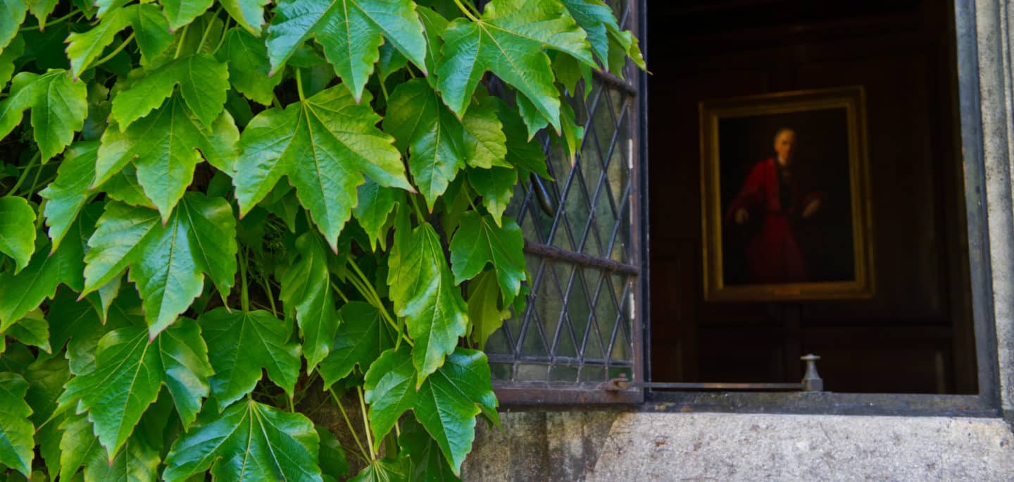 Green ivy near an open window