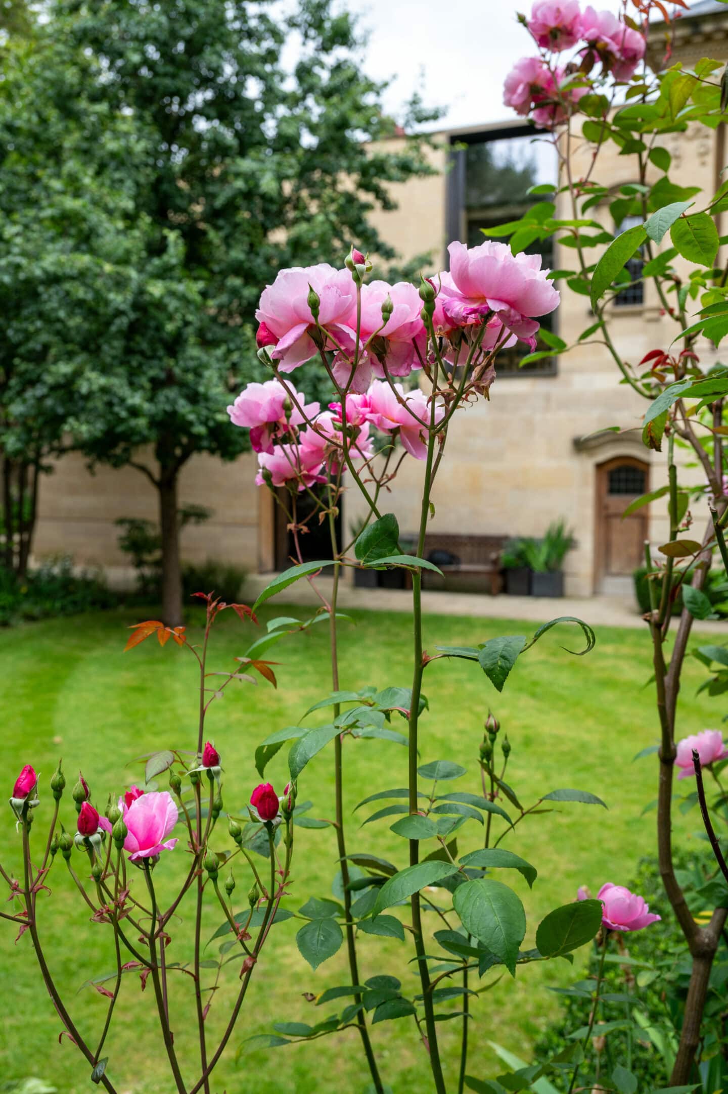 Pink flowers in the Lincoln College Fellows' Garden