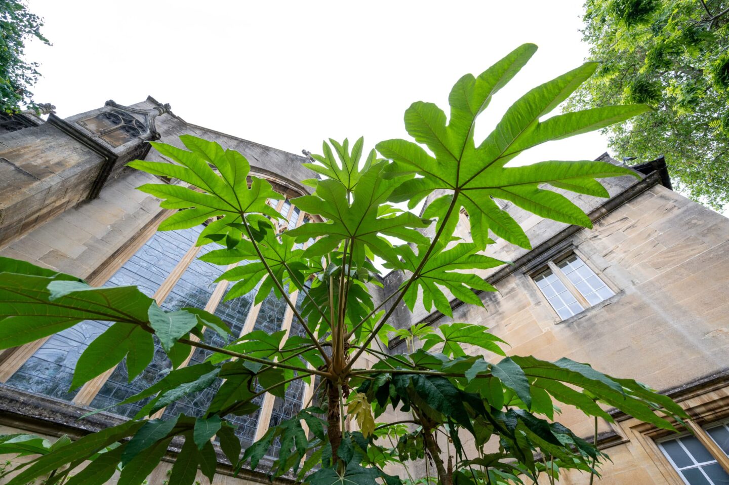 Leafy tree in Lincoln College