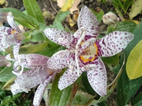 A beautiful open white flower speckled with purple, highlighted among a mass of leaves and similar flowers