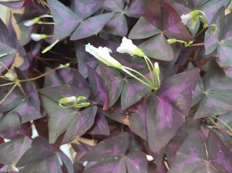 White flowers emerging from among a mass of shaded purple leaves