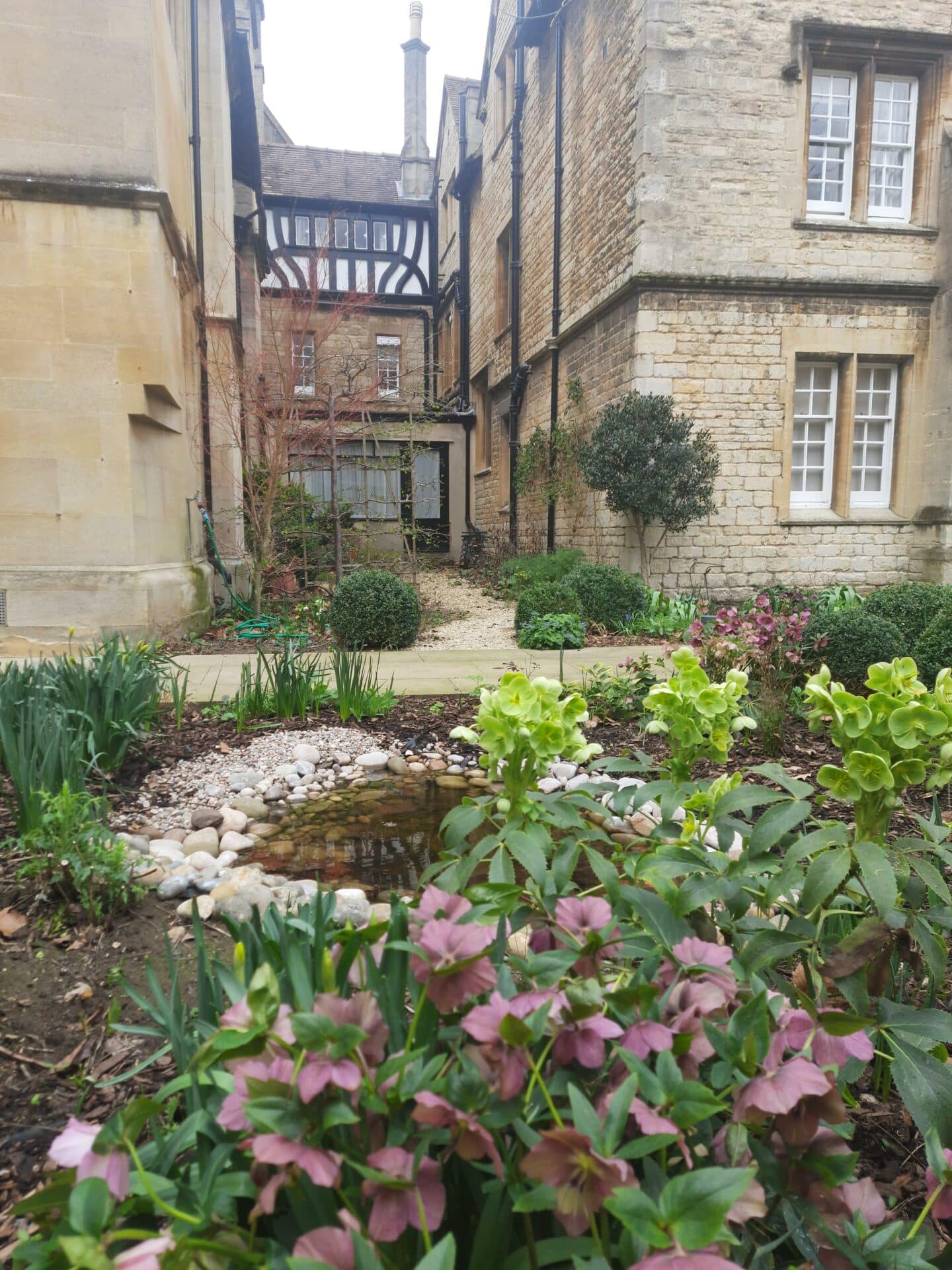Pond in Rector's Garden