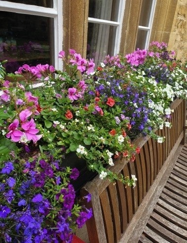 A colourful window box full of flowers at Lincoln College
